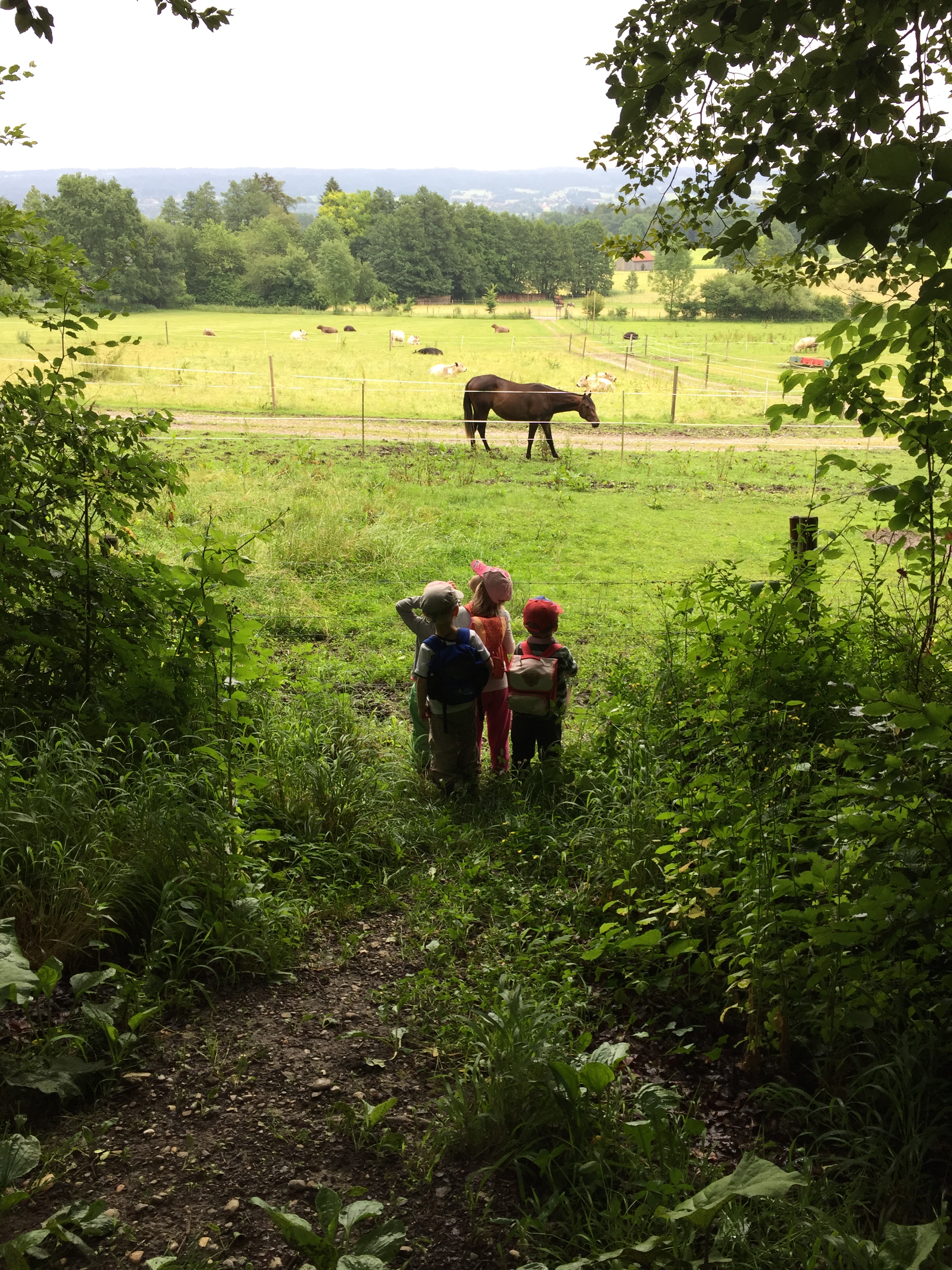 "Ein Pferd!", "Kühe" - es gibt auf dieser Wanderung viel zu entdecken.