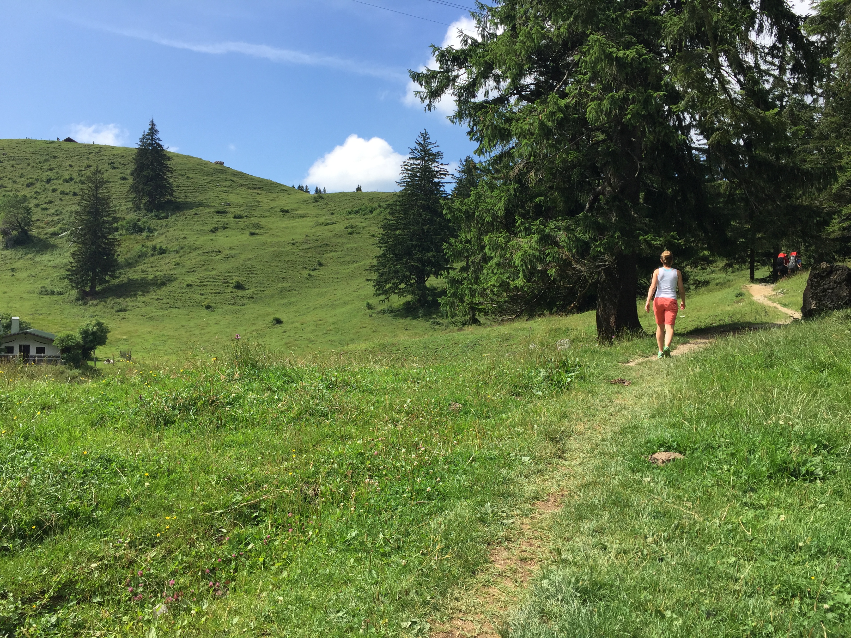 Auf dem Weg zur Bründling-Alm. Nach einem Waldstück geht es idyllisch an Alm-Wiesen bergauf.