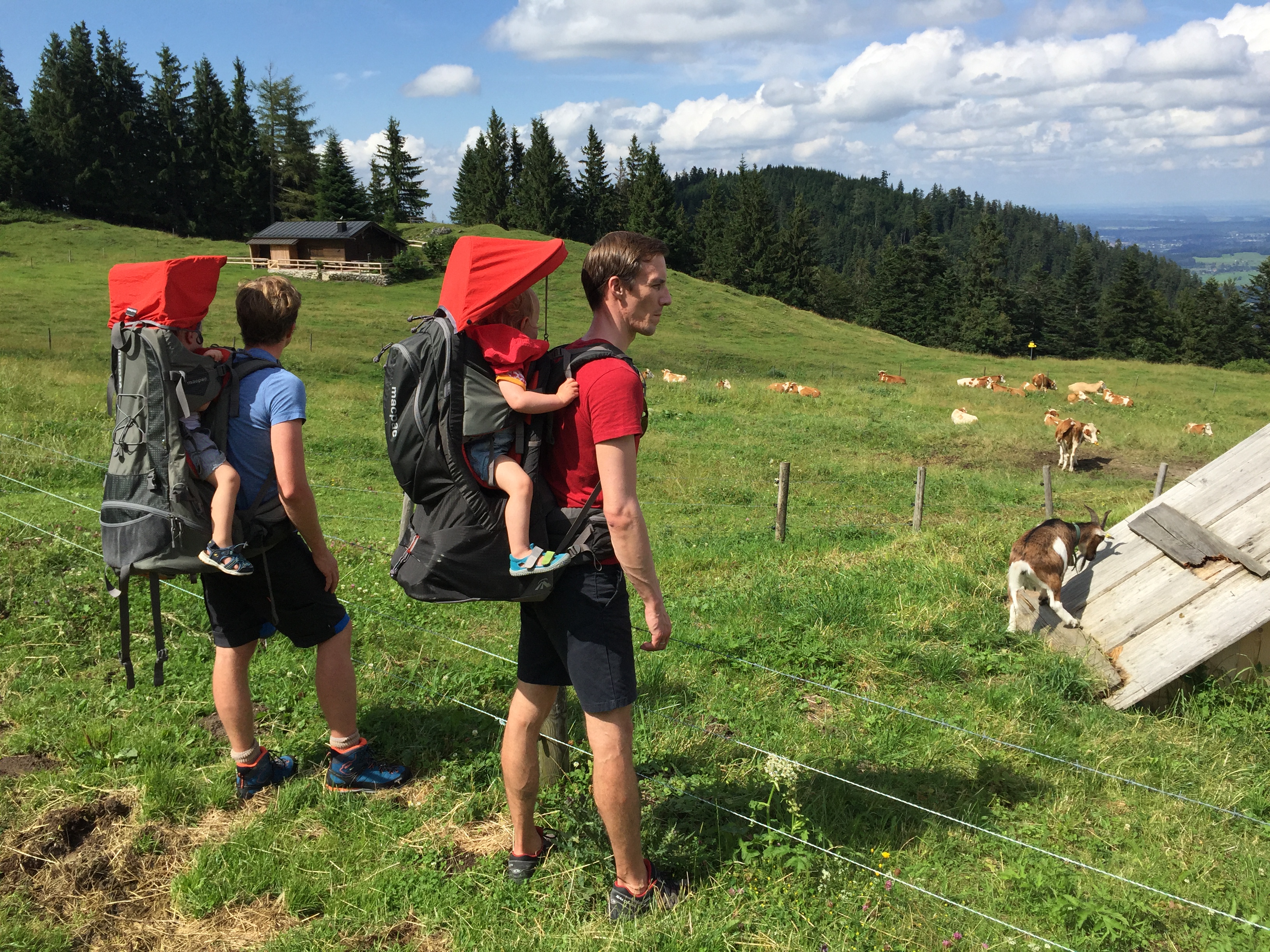 Kurz vor der Bründling-Alm eine tierische Pause...