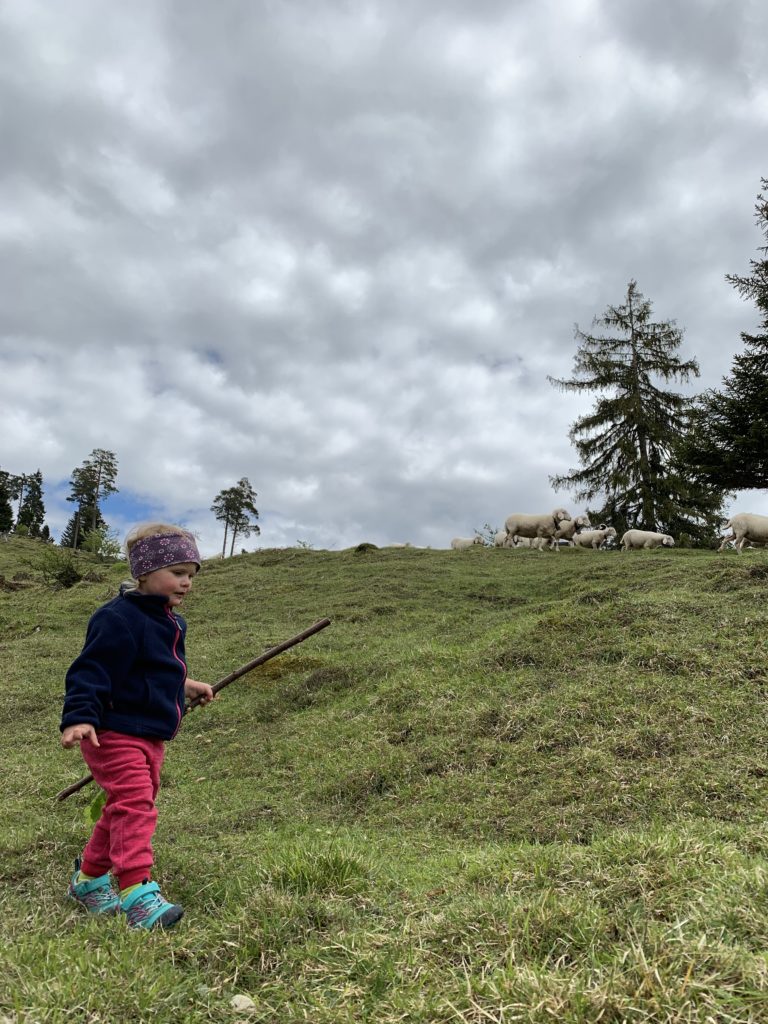 Schafe bei der Tannenhütte