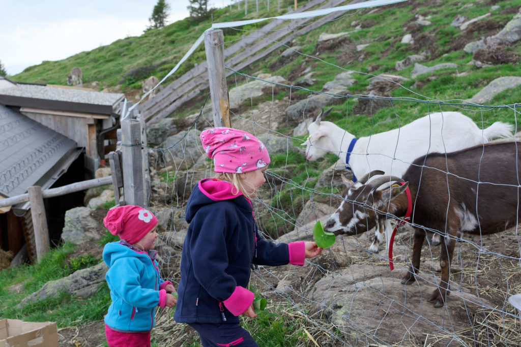 Mit Kindern auf der Millstätter Hütte. Viel Spaß mit den Ziegen.