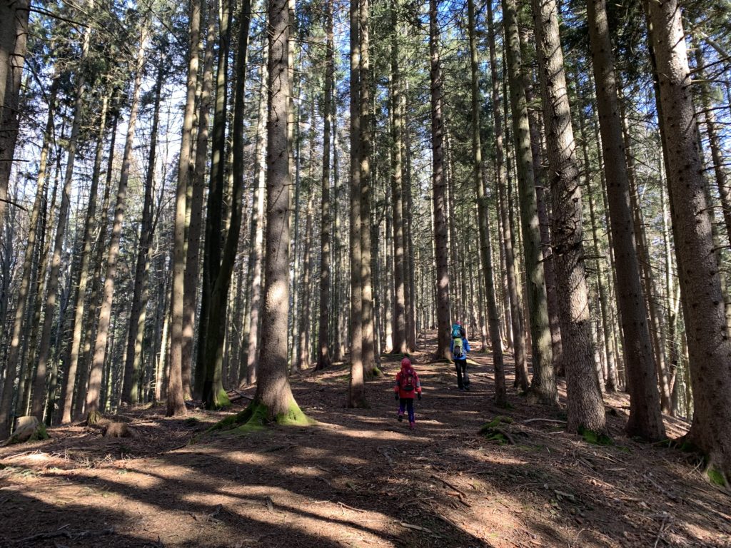Wandern mit Kindern am Schliersee durch den Wald zur Schliersbergalm